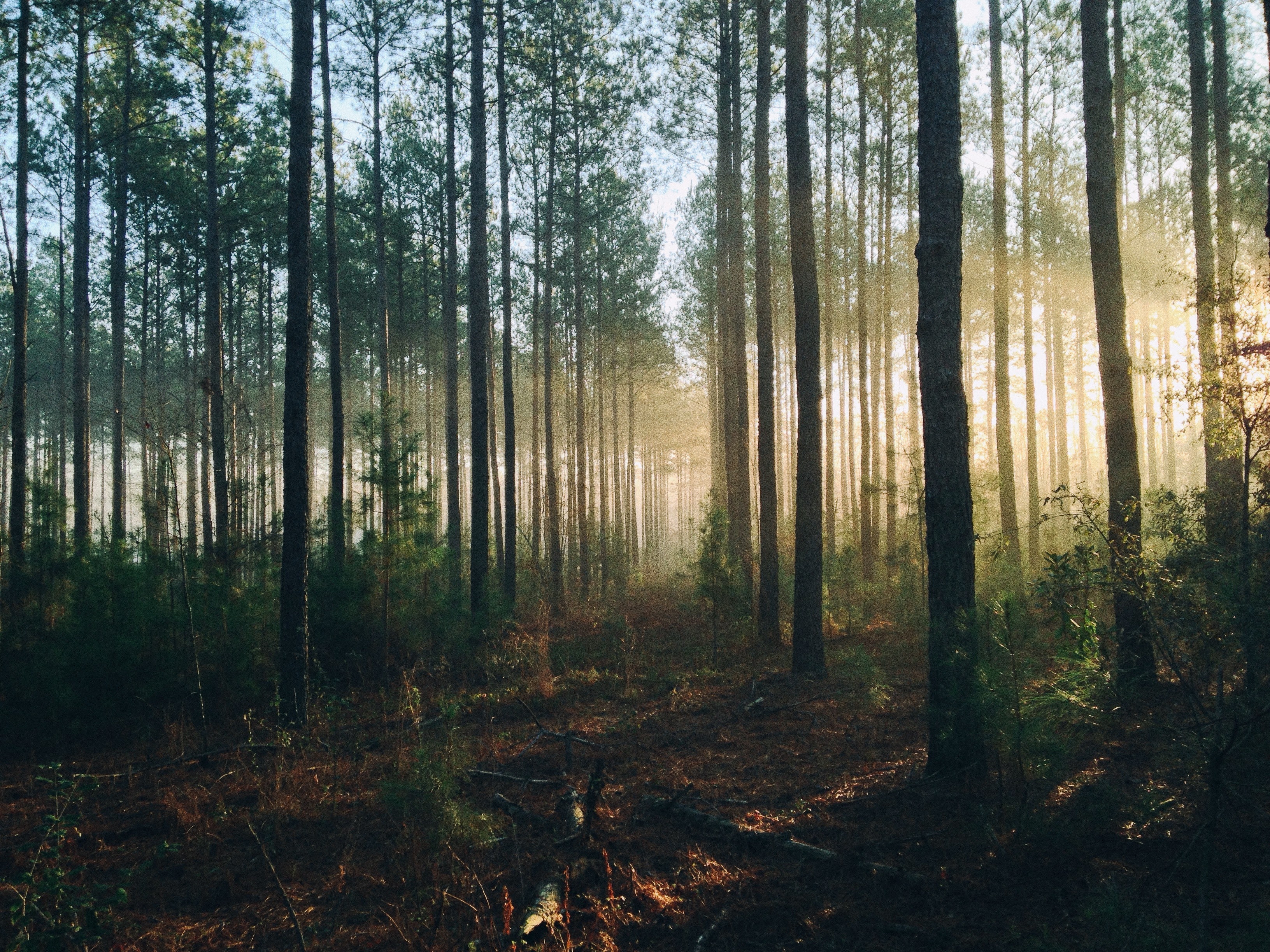 International Day of Forests 2021: How is SAFERS working on forest restoration and adaptation?