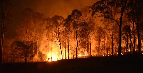 SAFERS et la lutte contre les feux de forêt : Entretien avec Maha AL-SALEHI du SEMIDE